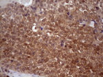 CHMP5 Antibody in Immunohistochemistry (Paraffin) (IHC (P))