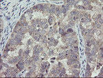 CHN1 Antibody in Immunohistochemistry (Paraffin) (IHC (P))
