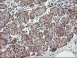 CHN1 Antibody in Immunohistochemistry (Paraffin) (IHC (P))