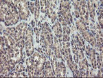 CHN1 Antibody in Immunohistochemistry (Paraffin) (IHC (P))