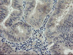 CHN1 Antibody in Immunohistochemistry (Paraffin) (IHC (P))