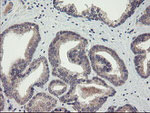 CHN1 Antibody in Immunohistochemistry (Paraffin) (IHC (P))