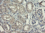 CHN1 Antibody in Immunohistochemistry (Paraffin) (IHC (P))