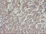 CHN1 Antibody in Immunohistochemistry (Paraffin) (IHC (P))