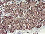 CHN1 Antibody in Immunohistochemistry (Paraffin) (IHC (P))