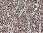 CHN1 Antibody in Immunohistochemistry (Paraffin) (IHC (P))