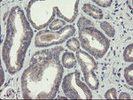 CHN1 Antibody in Immunohistochemistry (Paraffin) (IHC (P))