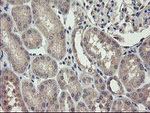 CHN1 Antibody in Immunohistochemistry (Paraffin) (IHC (P))