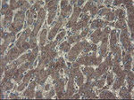 CHN1 Antibody in Immunohistochemistry (Paraffin) (IHC (P))