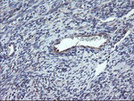 CHN1 Antibody in Immunohistochemistry (Paraffin) (IHC (P))
