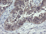 CHN1 Antibody in Immunohistochemistry (Paraffin) (IHC (P))