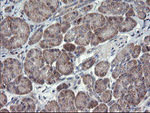 CHN1 Antibody in Immunohistochemistry (Paraffin) (IHC (P))