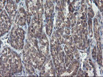 CHN1 Antibody in Immunohistochemistry (Paraffin) (IHC (P))