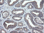 CHN1 Antibody in Immunohistochemistry (Paraffin) (IHC (P))