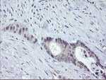 CHN1 Antibody in Immunohistochemistry (Paraffin) (IHC (P))