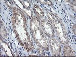 CHN1 Antibody in Immunohistochemistry (Paraffin) (IHC (P))