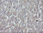 CHN1 Antibody in Immunohistochemistry (Paraffin) (IHC (P))