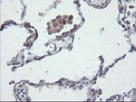 CHN1 Antibody in Immunohistochemistry (Paraffin) (IHC (P))