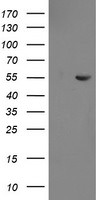 CHN1 Antibody in Western Blot (WB)