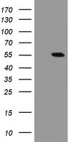 CHN1 Antibody in Western Blot (WB)