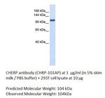 CHERP Antibody in Western Blot (WB)