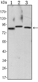 IKK alpha Monoclonal Antibody (3G12)