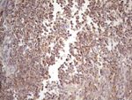 CIAPIN1 Antibody in Immunohistochemistry (Paraffin) (IHC (P))