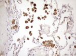 CIAPIN1 Antibody in Immunohistochemistry (Paraffin) (IHC (P))