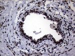 CIAPIN1 Antibody in Immunohistochemistry (Paraffin) (IHC (P))