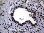 CIAPIN1 Antibody in Immunohistochemistry (Paraffin) (IHC (P))