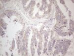 CIAPIN1 Antibody in Immunohistochemistry (Paraffin) (IHC (P))