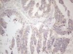 CIAPIN1 Antibody in Immunohistochemistry (Paraffin) (IHC (P))
