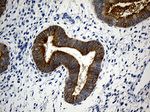 CIB1 Antibody in Immunohistochemistry (Paraffin) (IHC (P))