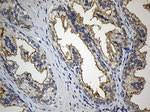 CIB1 Antibody in Immunohistochemistry (Paraffin) (IHC (P))