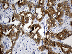 CIB1 Antibody in Immunohistochemistry (Paraffin) (IHC (P))