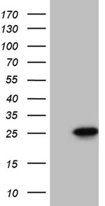 CIB1 Antibody in Western Blot (WB)