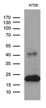 CIB1 Antibody in Western Blot (WB)