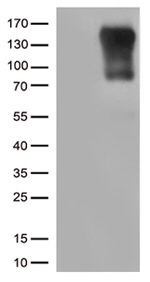 CIITA Antibody in Western Blot (WB)