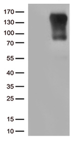 CIITA Antibody in Western Blot (WB)