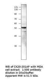 Cytokeratin 20 Polyclonal Antibody