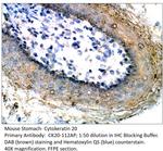 Cytokeratin 20 Polyclonal Antibody