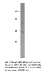 SHISA9 isoform X2 Antibody in Western Blot (WB)