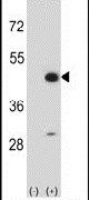 CKMT2 Antibody in Western Blot (WB)