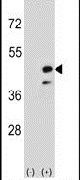 CKMT2 Antibody in Western Blot (WB)