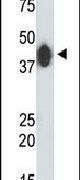 CKMT2 Antibody in Western Blot (WB)