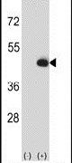 CKMT2 Antibody in Western Blot (WB)