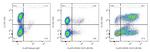 CD25 Antibody in Flow Cytometry (Flow)