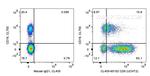 CD5 Antibody in Flow Cytometry (Flow)