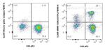 CD8 Antibody in Flow Cytometry (Flow)