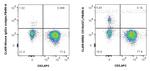CD19 Antibody in Flow Cytometry (Flow)